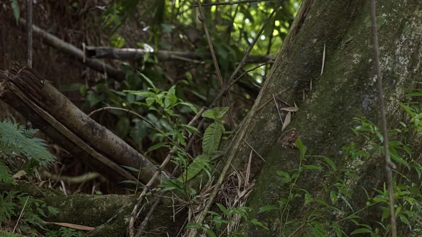 A wild Green Basilisk lizard sits on a branch next to the Peñas Blancas River near La Fortuna, Costa Rica. Surrounded by moss-covered trees, vines, and plants, it basks in the sunny summer day.