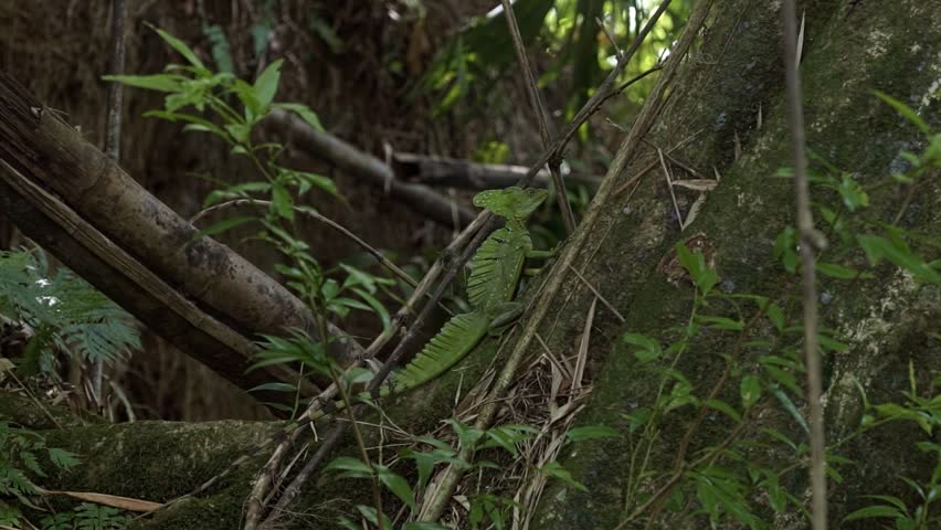 A wild Green Basilisk lizard sits on a branch next to the Peñas Blancas River near La Fortuna, Costa Rica. Surrounded by moss-covered trees, vines, and plants, it basks in the sunny summer day.
