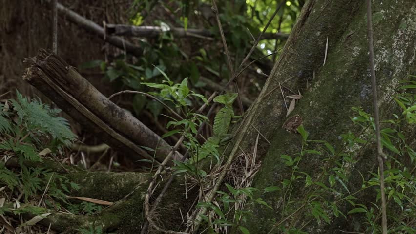 A wild Green Basilisk lizard sits on a branch next to the Peñas Blancas River near La Fortuna, Costa Rica. Surrounded by moss-covered trees, vines, and plants, it basks in the sunny summer day.