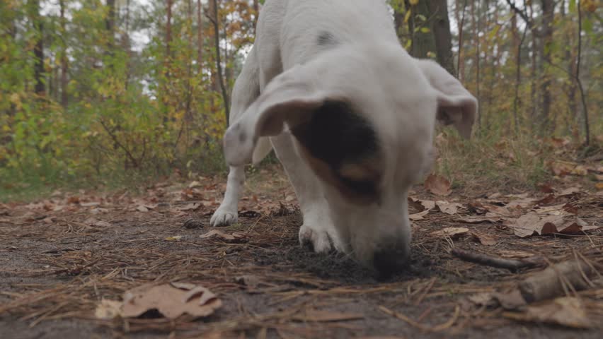 A dog with a patch over one eye is digging in the dirt, searching for roots