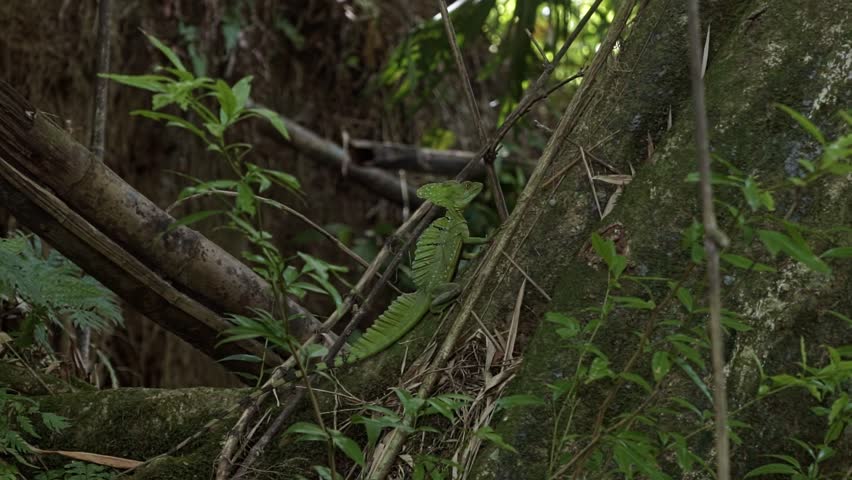 A wild Green Basilisk lizard sits on a branch next to the Peñas Blancas River near La Fortuna, Costa Rica. Surrounded by moss-covered trees, vines, and plants, it basks in the sunny summer day.