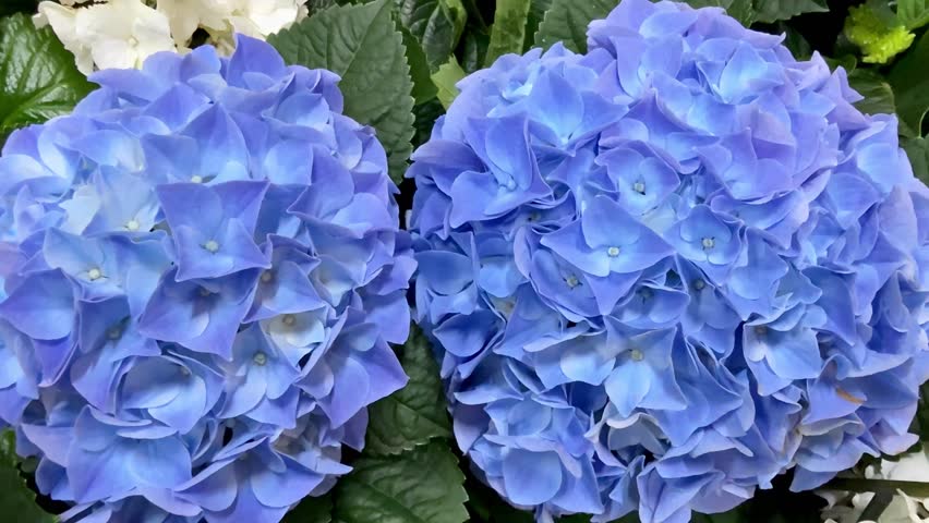 Stunning blue hydrangeas adorned with glistening droplets, showcasing their vibrant colors alongside lush foliage