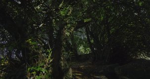 Animating bar graph over forest background with sunlight filtering through trees. Data visualization, analytics, nature, growth, statistics, environment - Powered by Shutterstock - Get 15% off with code: PIKWIZARD15