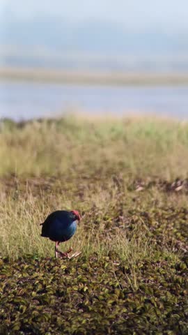 Wild birds are eating in the fields in the middle of the lake.
