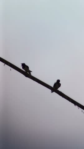 A wild bird perches on the tip of a branch.