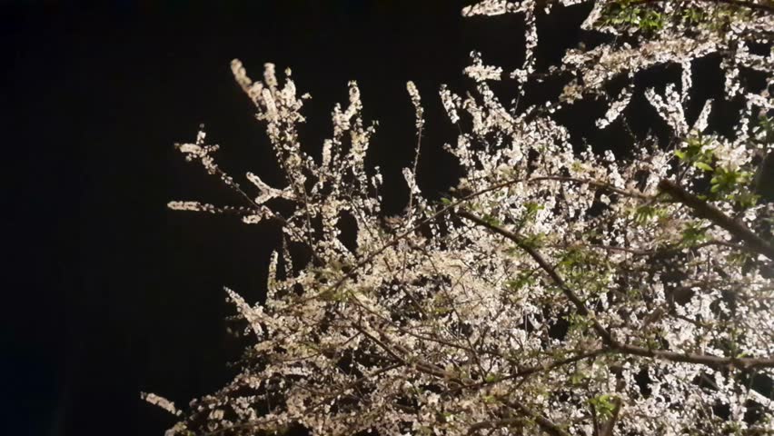 Prunus americana flowers flowing in night. Wild Plum tree's flora in dark evening. American plum plant video footage. 