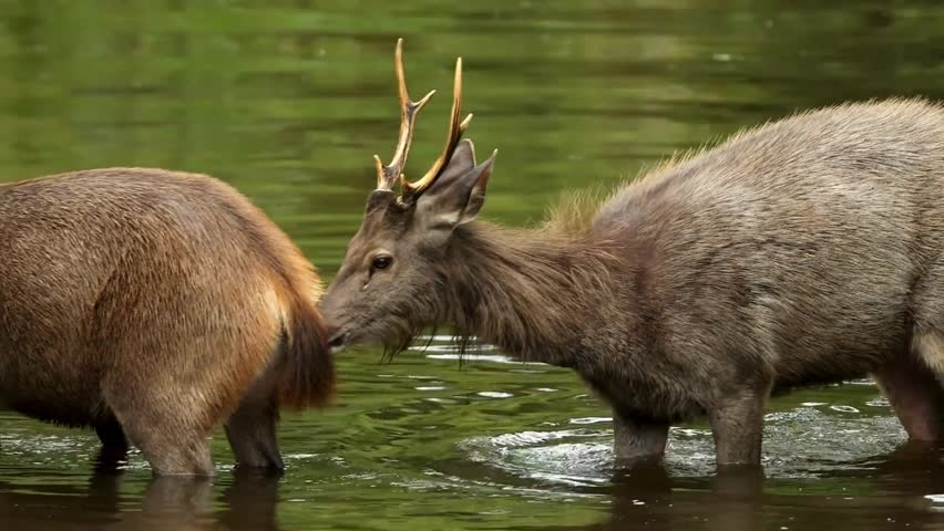 Two majestic deer stand gracefully on a serene lake, their reflections mirroring the tranquility of the wild.
