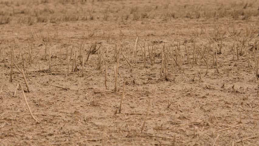 View Over Field of Dead Crops in Hot Environment on Dry Ground Soil Due to Drought on Rural Agricultural Farmland. Effect of No Rain on Landscape Due to Climate Change and Global Warming.