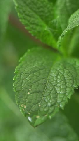 Close up of green fresh mint leaves with water drops rotate in circle. Herb for seasoning dishes and making cocktails. Phytotherapy healing herbs. Vertical shot