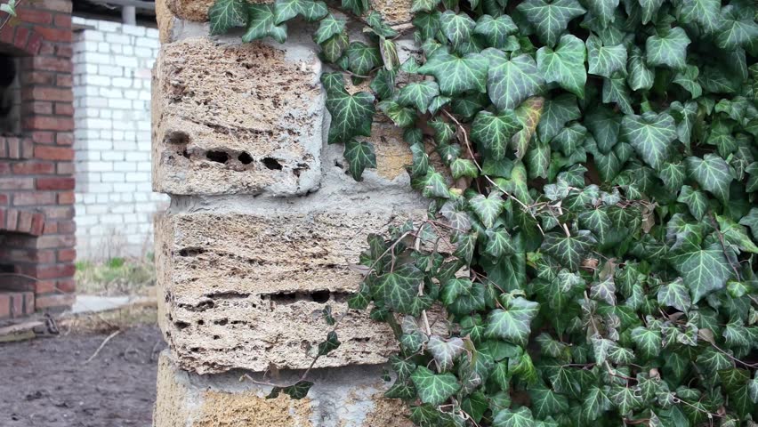 beautiful ivy leaves. ivy on a brick wall. ivy on a yellow wall. old overgrown gazebo.