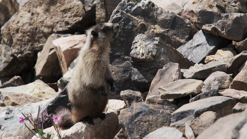 A curious marmot stands upright on a rocky alpine slope, surrounded by rugged terrain and delicate wildflowers