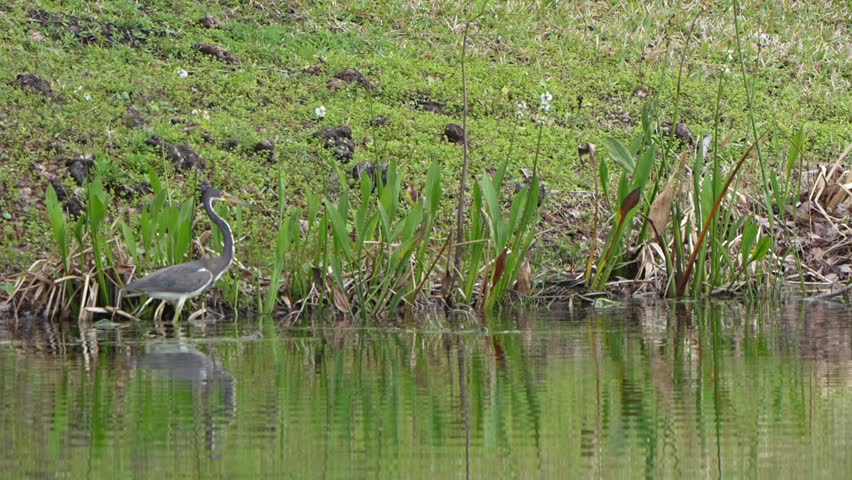 Tri-colored heron and a duck in a pond