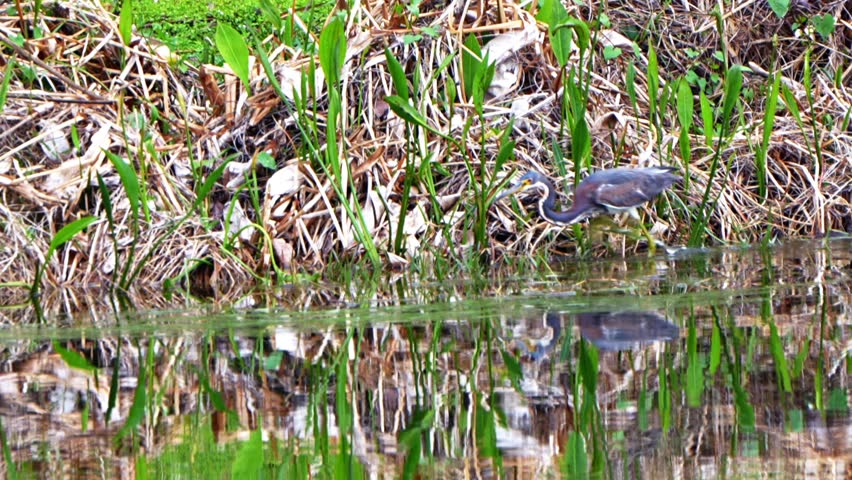 Tri-Colored heron fishing in a pond.