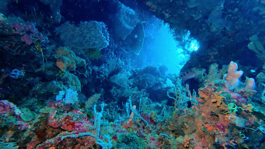 Gorontalo, Indonesia: Underwater footage of a cave full of colorful coral in the Gorontalo in Northern Sulawesi in Indonesia, an area part of the famous coral triangle in southeast Asia. 