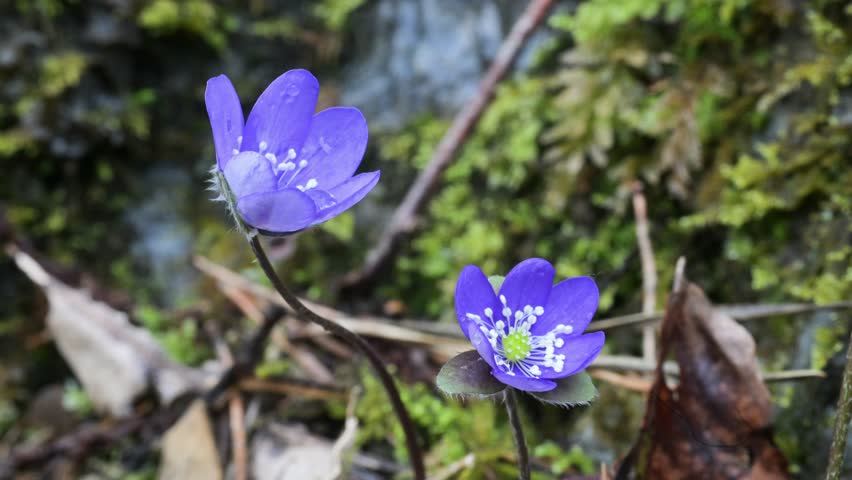 roundlobe hepatica , liverleaf, liverflower, kidneywort , American liverwort,  flower,  no people, Hepatica trifolia , hepatica nobilis,  Anemone hepatica, Lombardia, Monza, Italy, Ranunculaceae, spri