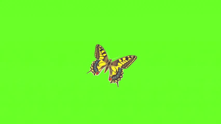 This elegant and stunning butterfly brings a touch of magic. Ideal for backgrounds, decorative elements or charming transition effects. Animation, green screen background.