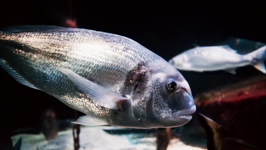 Close up of a Gilt-head bream fish swimming near coral reefs