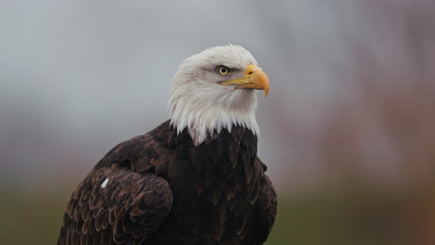 Bald Eagle with intimidating stare and call directly looking at camera