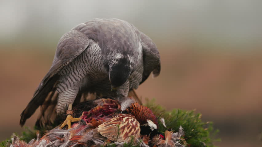 Northern goshawk feeding on prey, showcasing power, precision, and natural instincts