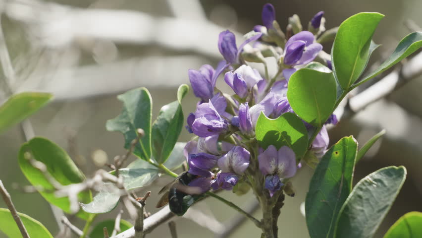 A bumble bee collecting pollen from a purple flower on a tree