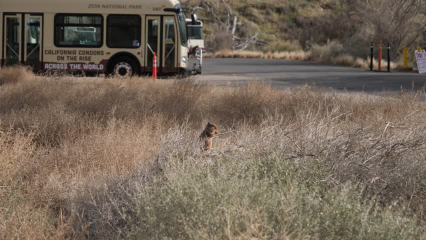Squirrel eat in the bushes in Zion