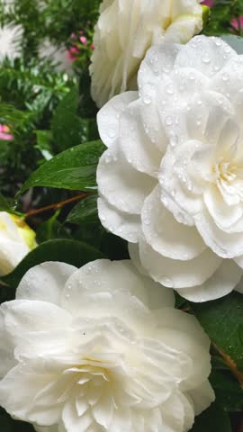 White Camellia flower with rain drops  in garden, closeup. Camellia japonica 'Nuccio's Gem' in full bloom, close up, vertical video