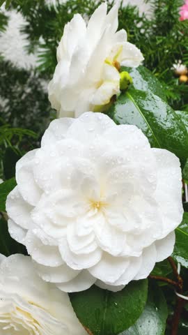 White Camellia flower with rain drops  in garden, closeup. Camellia japonica 