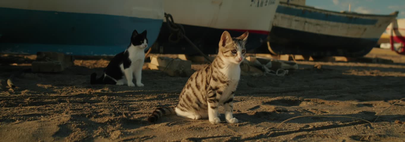 Two cats, one tabby and one black-and-white, sit on a beach near old fishing boats at sunset. Shot with an anamorphic lens at 120 fps, capturing the serene coastal scene in stunning slow motion.