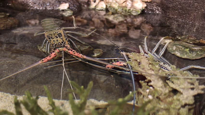 Panulirus versicolor is a species of spiny lobster that lives in tropical reefs in the Indo-Pacific Green aquatic plants and rocks are visible in the background.
