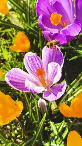  A bee collecting nectar from a vibrant purple crocus, surrounded by yellow flowers and lush green grass in spring, Vertical video
