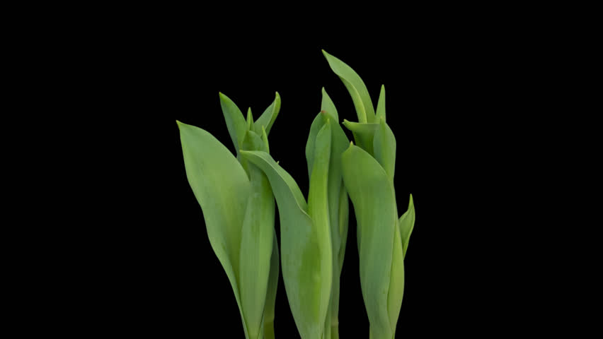 Time lapse blooming yellow Tulip flowers, isolated on pure black background