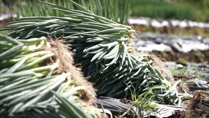 Harvesting scallions in Indonesia plantation, static view