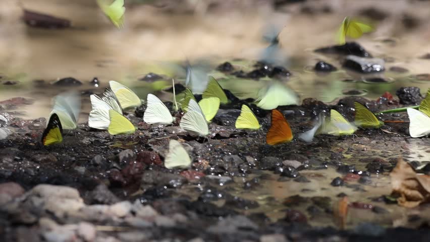 Beautiful butterfly, close-up, Butterfly in flight, Colorful  video, on flower, Butterfly nature scene, Butterfly wings macro,  landing, Majestic 