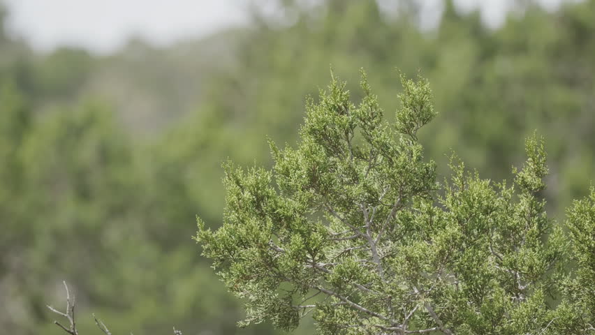 Nature scene of Ash Juniper Tree branch details, protected habitat in Texas Hill Country