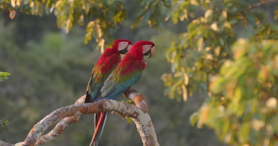 Loving Green-Winged Macaw pair perched together on a branch, displaying colors in Peru’s glowing rainforest.