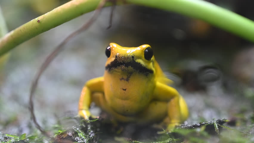 Phyllobates terribilis golden frog, golden poison arrow frog, or golden dart frog, is a poison dart frog endemic to the Pacific coast of Colombia