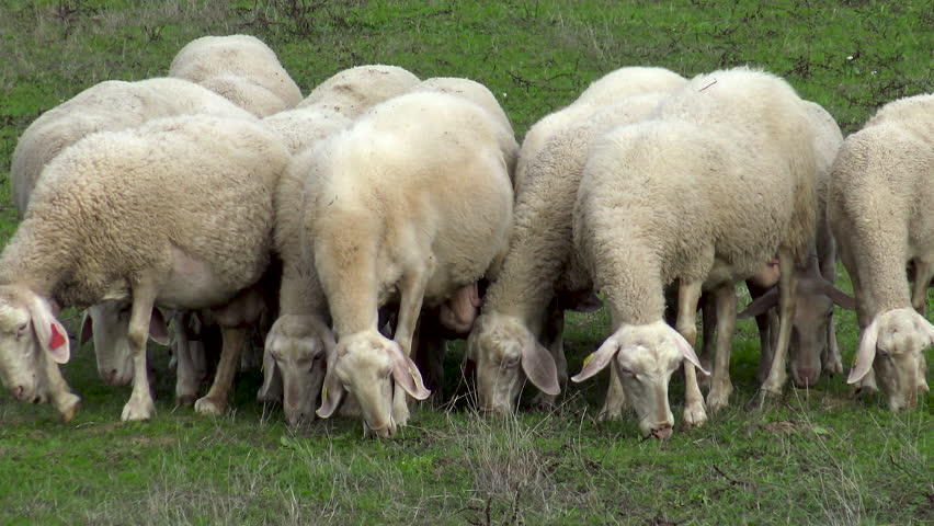 Flock of sheep, marked with the color of their owner, in the hills of Salamanca, Spain.