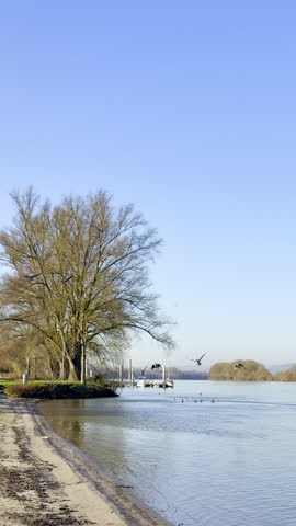 A small flock of birds takes off from the water. Bird migration. Birds fly away for the winter.