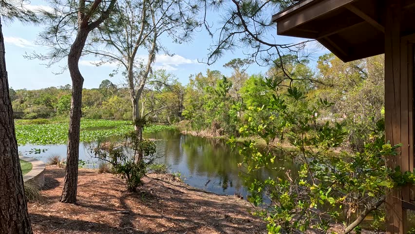 footage of a gorgeous landscape at the Florida Botanical Gardens with a lake surrounded by lush green trees and plants in Largo Florida USA