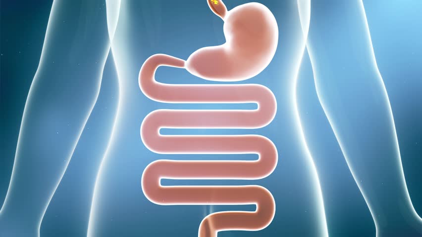 Digestive system gastrointestinal animation, drug molecules, probiotics increase intestinal motility, intestinal cleansing process, intestinal flora activation. Advertising style medical animation