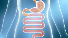 Digestive system gastrointestinal animation, drug molecules, probiotics increase intestinal motility, intestinal cleansing process, intestinal flora activation. Advertising style medical animation - Powered by Shutterstock - Get 15% off with code: PIKWIZARD15