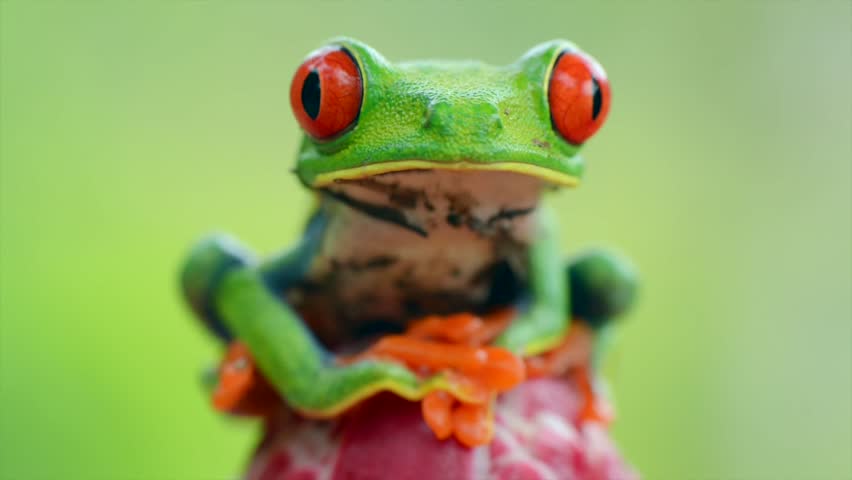 Close-up shot of a vibrant green red-eyed tree frog (Agalychnis callidryas) perched on a red surface. Illustrates wildlife, nature, amphibians, and tropical rainforest environments.
