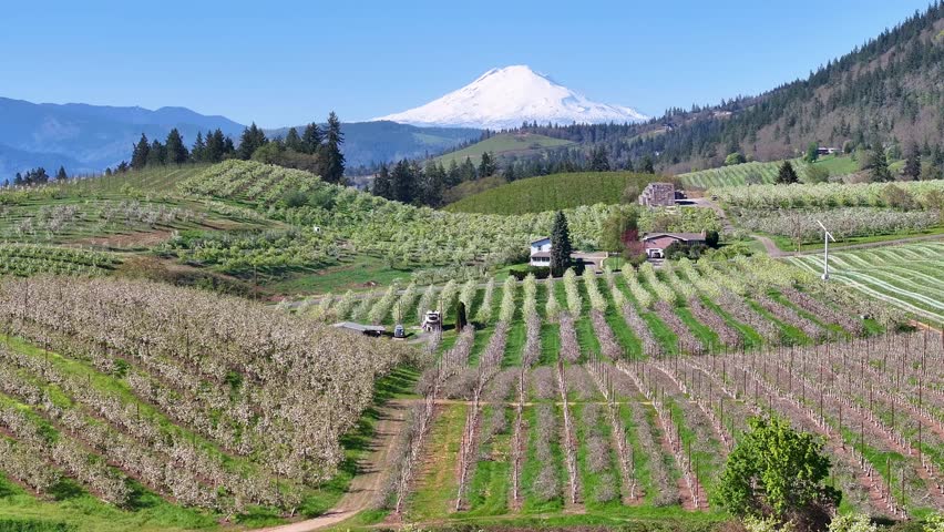 An aerial view of flowering fruit trees in the Hood River Valley, Oregon, with Mt Adams in the background.	