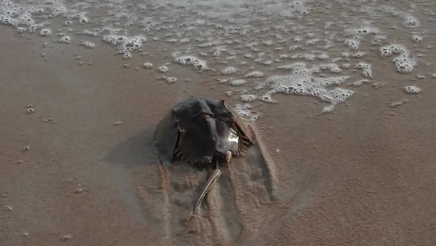 Horseshoe crab returning to the sea at Ormond Beach, Florida, December
