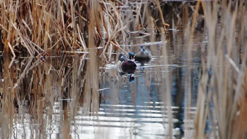 Wood ducks, male and female, explore wildlife wetlands. 