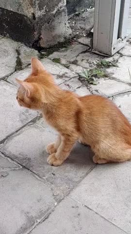 An orange kitten is relaxing on the silver tile floor.