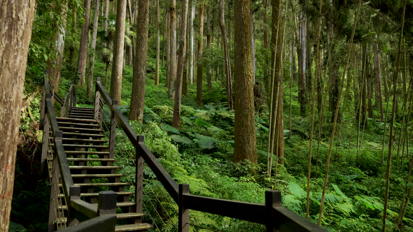 Hiking trail going through green forest in Alishan mountain, Taiwan.