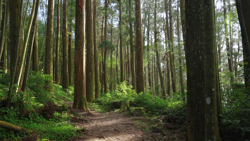 Hiking trail going through green forest in Alishan mountain, Taiwan.