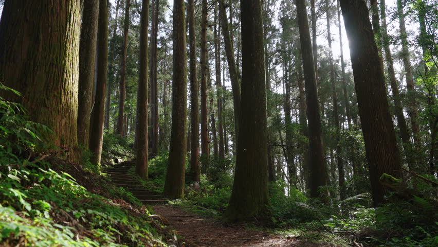 Hiking trail going through green forest in Alishan mountain, Taiwan.