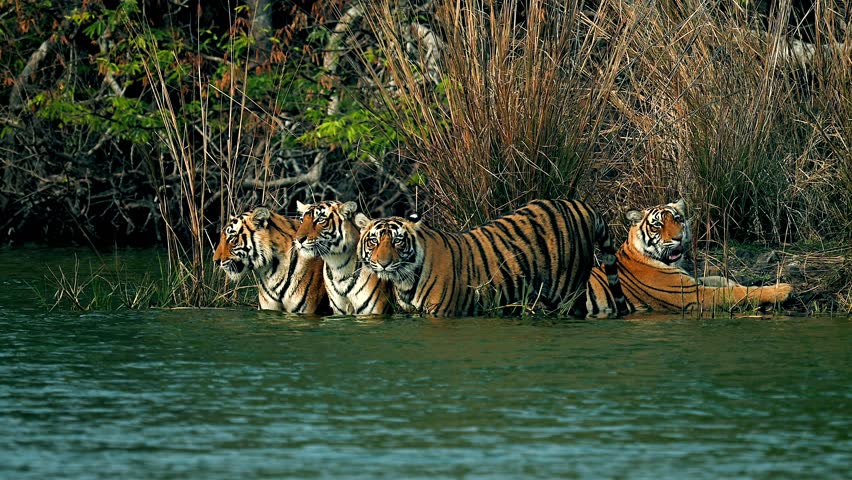 Bengal Tigers family drinking and resting by a river stream in India